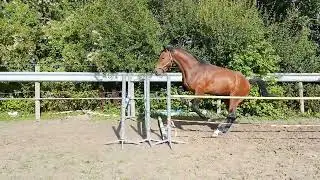 Show jumping Perfect Touch (United Touch S x Verdi) 2