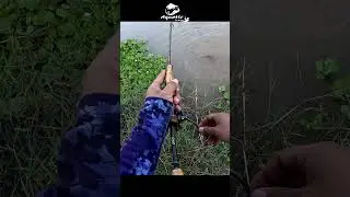 ครึ่งโลกว่าได้ตัวนี้  #aquatichunter #fish #hampalabarb