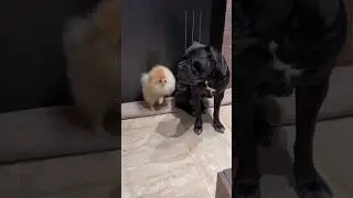 Aggressive Cane Corso Dog 👹🔥 #shorts #viral #dog #dogs #new #yt