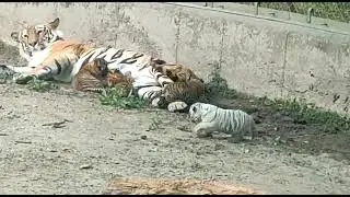 Beautiful white cubs #wildlife #wild #wildanimals #cubs