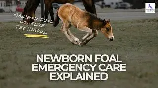 Newborn Foal Emergency Care Explained
