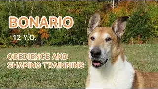 BONARIO - Obedience and shaping training