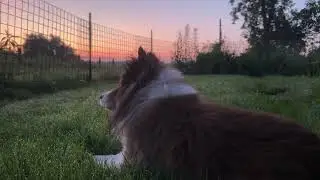 Cute Sheltie Listening To Her Birdy Buddies
