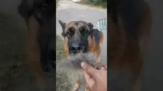 Iive afternnon walk German shepherd dog#pets #germanshepherd #GSDBrunoKiDuniya #viral #shorts