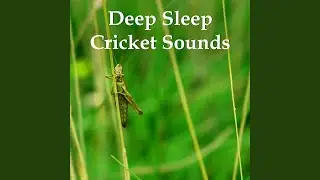 Deep Sleep Cricket Sounds II
