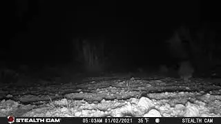 Western Screech Owl in Oro Valley 