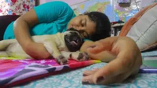 Chutki Pug sleeping with me | Our Dog loves to Sleep on our Pillows | Doug the Pug's Bedtime