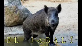 Wild boar. Facts and characteristics.