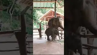 Mother & Baby Elephant Bonding 🐘 Heartwarming Sanctuary Footage || #shots #babyelephant