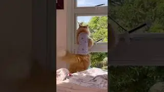 Persian Cat and Humming bird