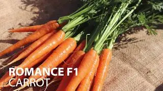 Fairbanks Seeds - Romance F1 Carrot