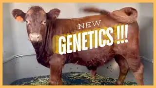 Dexter Family Milk Cows: Super Excited, New Herd Blood.