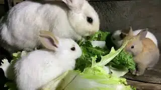 General Animal Photography Rabbt  Nature Animal Eat Together 🎥 Video Go NEW funny
