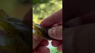 Isca soft Camalesma Frog
