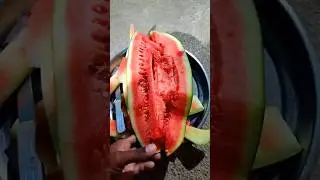 Laal  tarbuj🍉🤩ki best quality #shorts #farming #tarbuj #watermelon #agriculture #watermelonfarming