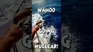Wahoo Going Nuclear! #fishing #shorts #viral