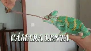 Camale&oacute;n comiendo a c&aacute;mara lenta (actualizado)