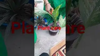 plant care # plant leaves cutting #homegardening #minivlog #indoor plant #organic gardening #siya v.