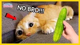 🙀🎬 The Most DRAMATIC Cats Freaking Out Over Nothing!😹Best Funny Cat Videos
