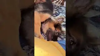 #Roxy-Female German Shepherd 115-days puppy 28-06-2025