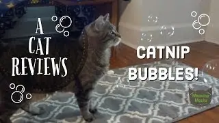 A Cat's Review of Catnip Bubbles - SmartyKat Product Review