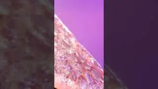 Flower Petals Closeup / Microscope