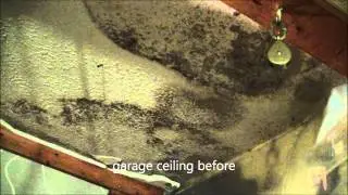 Mold Remediation Brandon | 813-425-3355 | Mold Removal Brandon