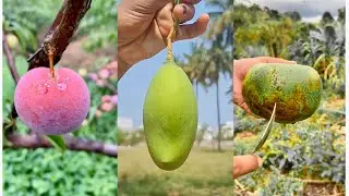 Farm Fresh Ninja Fruit Cutting | Oddly Satisfying Fruit Ninja)