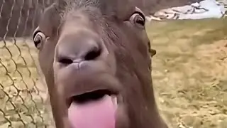 Blsh blah blah 🐐😂 #shorts #funny #goat #blah