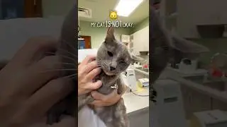 My Cat Is Not Okay&hellip; #animalrescue #vet #pets