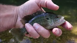 Nature Hike At John Alva Missouri Conservation Area, Caves, Creeks, Ponds and more with Ivan Allen