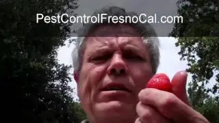 Pest Control Fresno | Termite Treatment Central Valley | Bed Bugs Visalia CA