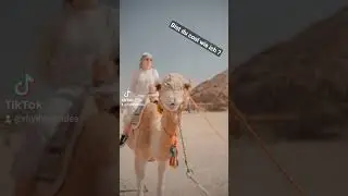 lets be like an Animation #animationen #animalslovley #camellife
