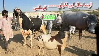 Karachi Cow Mandi Bhains Colony Latest Rates Update 24 December 2025 || Qurbani Season 2026