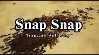 Snap Snap (trap jaw ant song)