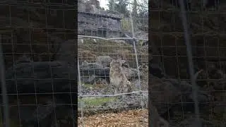 #snowleopard #fivesisterszoo #scotland #bigcats #animals #travel