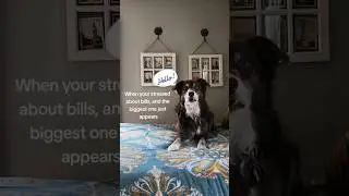 But so worth it! #dog #bills #vetbills #veterinary  #pneumonia #bordercollie  #money #stress #hello