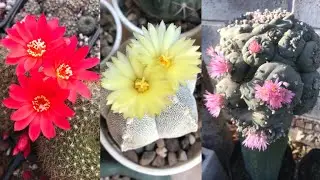 10 Cactus florecidos de mi colección con sus nombres