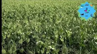 زراعه البسله ..كامله..