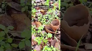 Underrated mushroom alert!!! i think cup fungi are one of the most magical mushrooms ive ever met