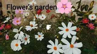 Beautiful flower's garden💐🌸🌿|| फूलों का बागीचा🌹 #garden #terracegardenindia 