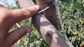 بعض الأجوبة  على الأسئلة المتابعين على القناة (غرس الطماطم بالمغرب)