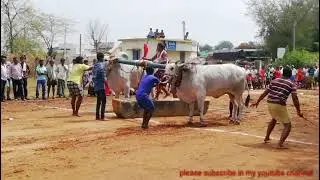Ongole Bulls race