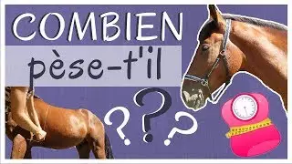 Comment calculer le poids de son cheval ?🐴