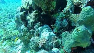Scorpion Fish on Papa Hogs/Villa Blanca Shore Dive