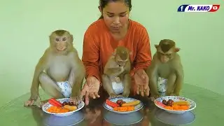 Cuties Mr. Kako Family Have Lunch Time Routine