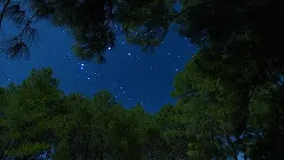 Crickets & Owls Under the Starry Night Sky | Nature Ambient Sounds for Relaxation, Focus & Sleep