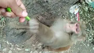 wild adult monkey getting green peas from my hand | wood animals monkeys