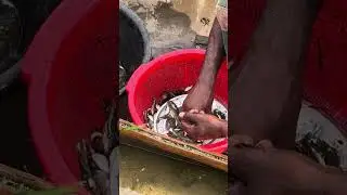 Fisherman catch fish from the beel &mdash; real village fishing life! 🎣🌿🐟