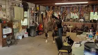 Check out this awesome red Roan draft quarter horse cross.